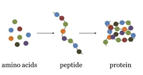 Peptide Sciences Market Trends: Brand Comparisons and Product Efficacy Analysis