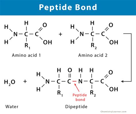 Title: Kate Farms Peptide Deep Dive: Tech Specs, Certifications & Buyer Guide