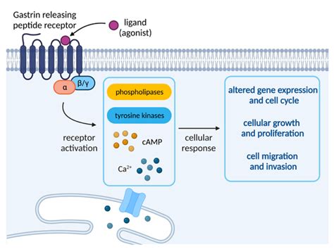 FinnRick BPC-157 Peptide: Market Growth, Clinical Data, and Comparative Efficacy in Tissue Repair