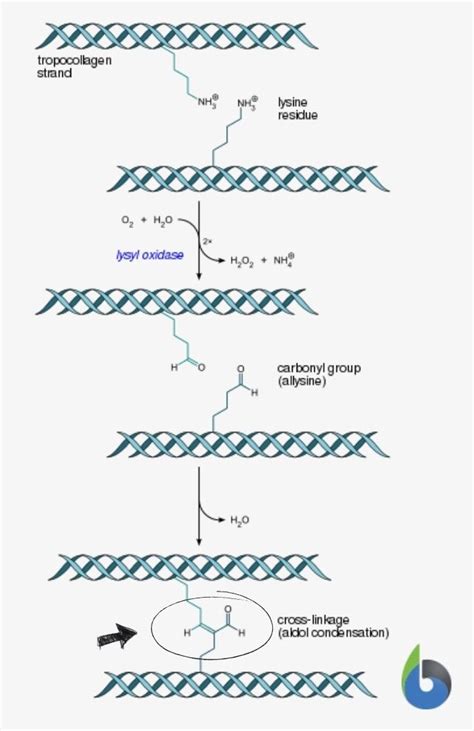 C Peptide Levels in Peptide Sourcing A Technical Guide to Purity Specifications and Manufacturing Certification