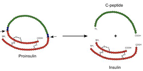 Calcitonin Gene Related Peptide Sourcing Guide Purity Specifications Manufacturing Certifications for Lab Formulation