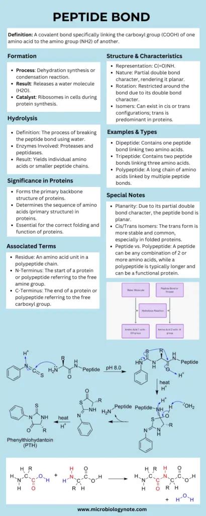 The Ultimate Technical Guide to Fat Loss Peptide Purity, Manufacturing, and Sourcing Specifications