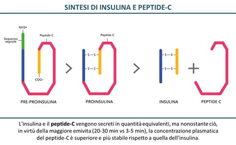 Are Peptides Natural A Technical Deep Dive on Sourcing Purity and Manufacturing Specifications