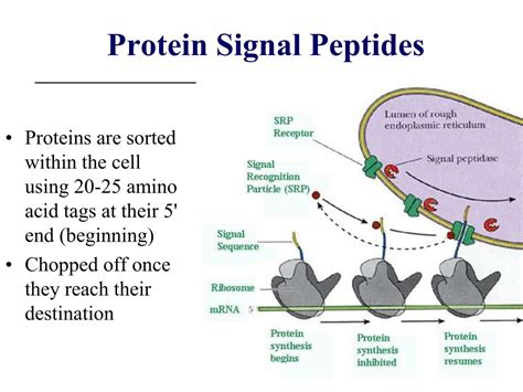 AntiAging Clinics USA: Peptide Therapy Efficacy & Safety Data Analysis