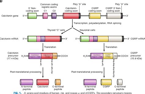 2026 Data: Amine vs Amide vs Nitrile Functional Groups in Peptide Therapeutics – Synthesis Efficiency, Stability, and Market Trends