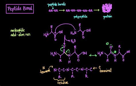 Technical Deep Dive: Peptide Types, Chain Lengths & Skin Penetration Data