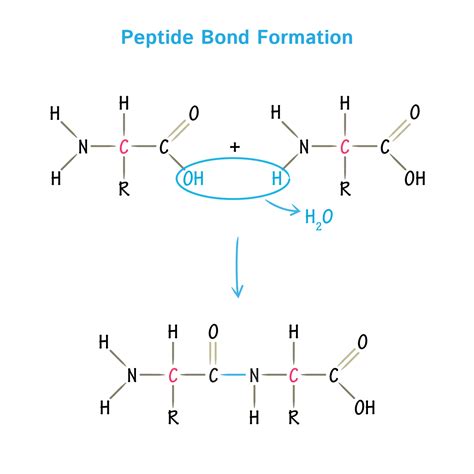 Snap 8 Peptide Purity Specs Manufacturing Guide