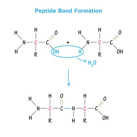 Melanotan 1 Peptide Purity Specifications and Manufacturing Standards for Cosmetic Formulation Sourcing