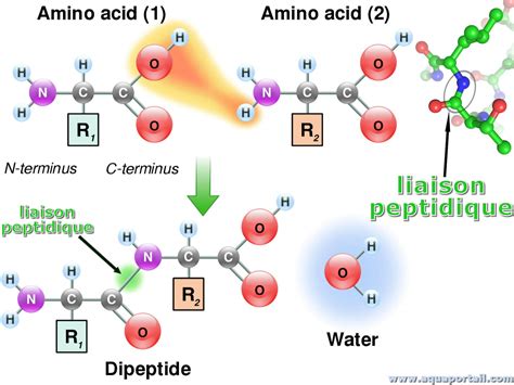 Peptide Purity Specifications for Arthritis Formulations
